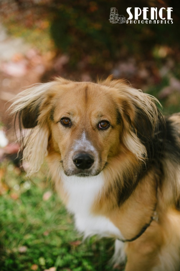 Gathland_State_Park_Burkittsville_Engagement_Katelin_Matt_blog_001
